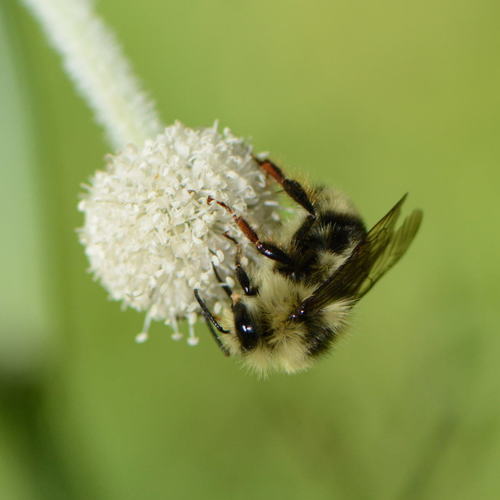 iNaturalist observation photo of Black-tailed Bumble Bee