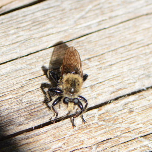 iNaturalist observation photo of Bee-mimic Robber Flies