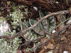 Gasteria nigricans (Gasteria nigricans)