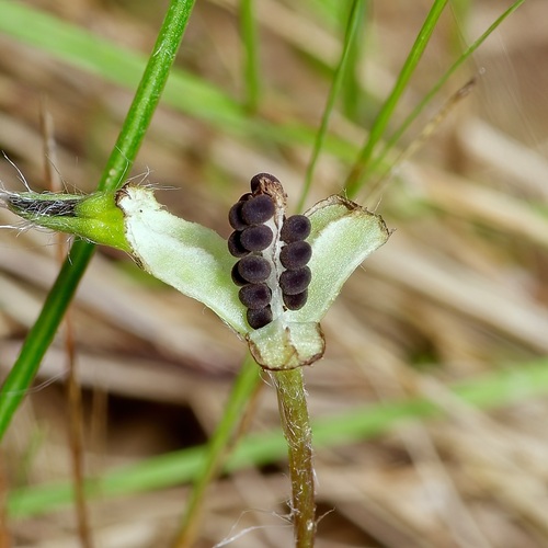 Image of Hypoxis rigida by (c) Michelle W. （鍾偉瑋）, some rights reserved (CC BY)