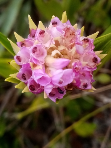 Elleanthus sodiroi Schltr. 2