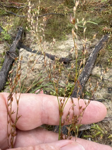 Image of Juncus pelocarpus by no rights reserved