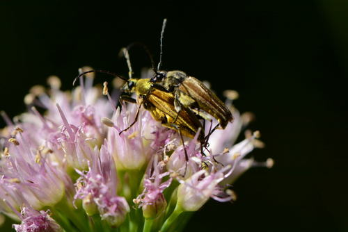 iNaturalist observation photo of Yellow Velvet Beetle