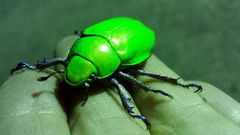 Chrysina beyeri