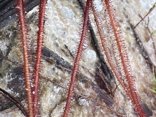 Image of Drosera filiformis by no rights reserved