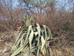 Agave atrovirens