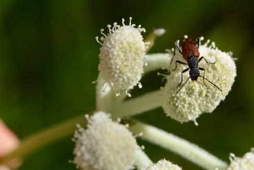 iNaturalist observation photo of Anastrangalia sanguinea
