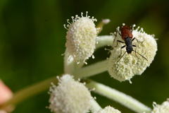 Anastrangalia sanguinea