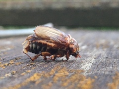 Amphimallon solstitiale