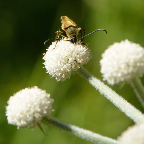 iNaturalist observation photo of Yellow Velvet Beetle