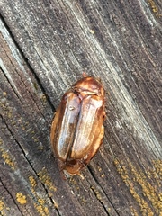 Amphimallon solstitiale