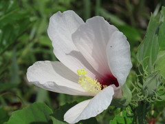 Hibiscus grandiflorus