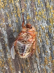 Amphimallon solstitiale