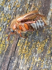 Amphimallon solstitiale