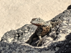 Microlophus barringtonensis