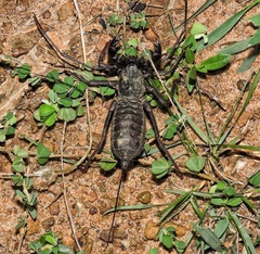 Thelyphonus sepiaris
