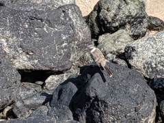 Mimus parvulus barringtoni