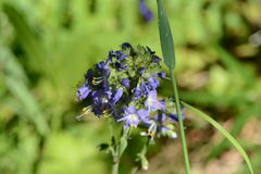 Polemonium occidentale