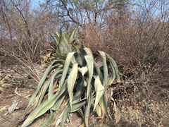 Agave atrovirens
