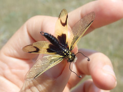 Libelloides longicornis