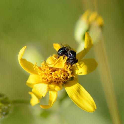 iNaturalist observation photo of Mason Bees