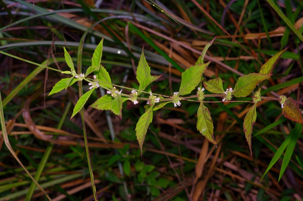 Lycopus glandulosus