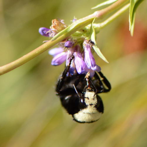 iNaturalist observation photo of Pyrobombus