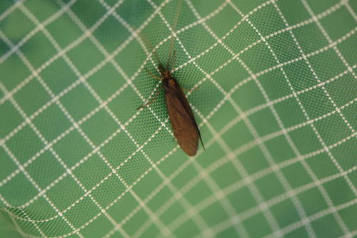 iNaturalist observation photo of Caddisflies
