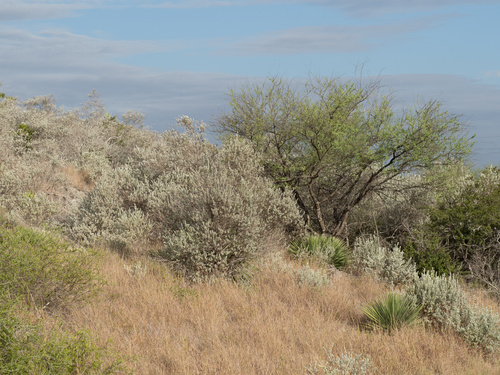 Yucca constricta