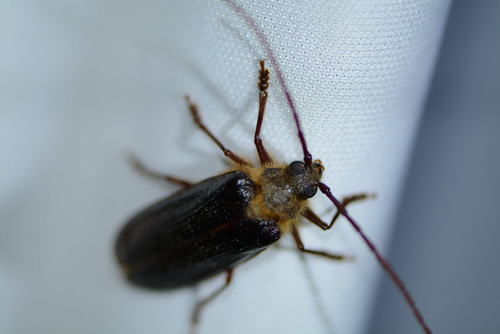 iNaturalist observation photo of Hairy Pine Borer