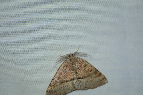 iNaturalist observation photo of Ennominae