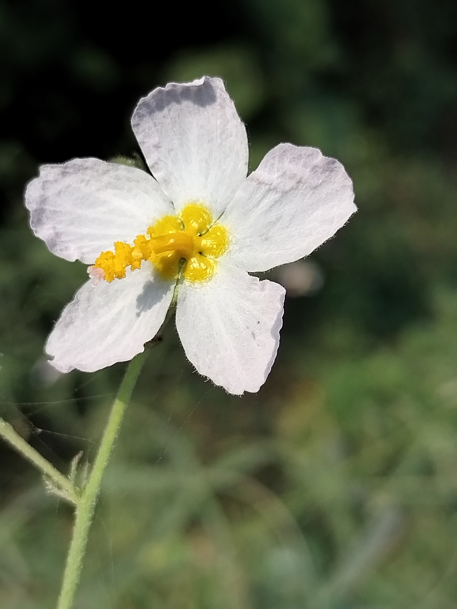Kosteletzkya hispidula
