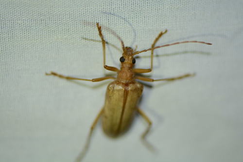 iNaturalist observation photo of Yellow Douglas-fir Borer
