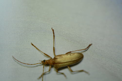 iNaturalist observation photo of Yellow Douglas-fir Borer