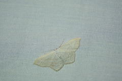 Scopula junctaria