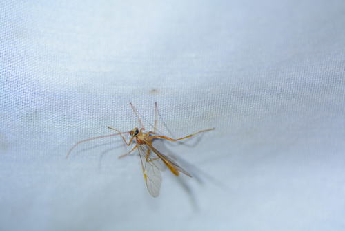 iNaturalist observation photo of Ophion