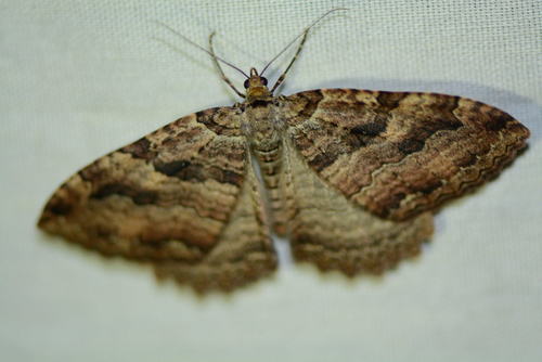 iNaturalist observation photo of Tissue Moth