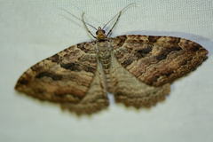 Triphosa