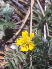 Potentilla crinita