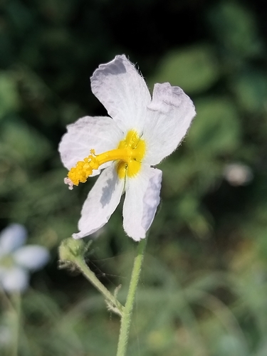 Image of Kosteletzkya Hispidula (Kosteletzkya hispidula) by no rights reserved