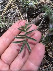 Potentilla crinita