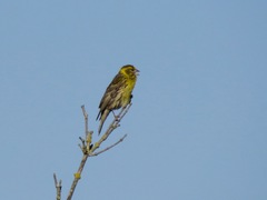 Serinus serinus
