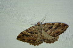 Triphosa