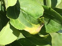 Trichochermes walkeri