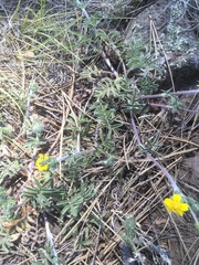 Potentilla crinita