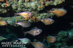 Pempheris analis