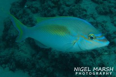 Scolopsis monogramma