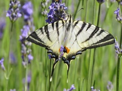 Iphiclides podalirius