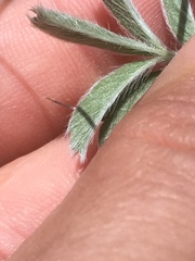 Potentilla crinita