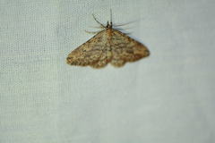 Mycterophora rubricans